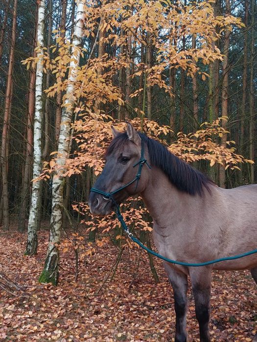 Sprzedam konika polskiego