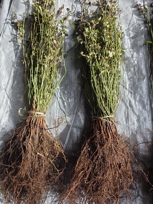 Podkładki róż multiflora