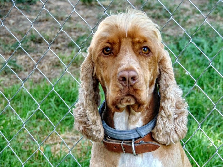 GinaaCamp Hotel dla psów i kotów / ośrodek dla psów / kochamy mądrze