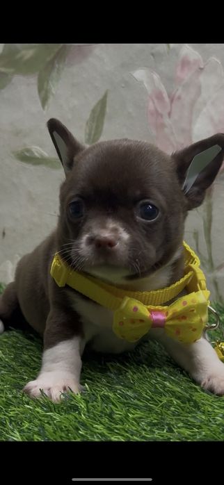 Чудо девочка чихуахуа