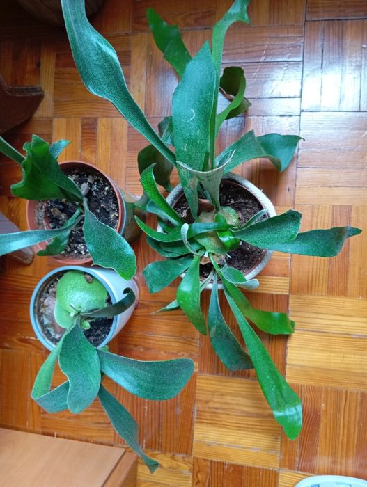 Planta ora pro nobis e chifre de veado