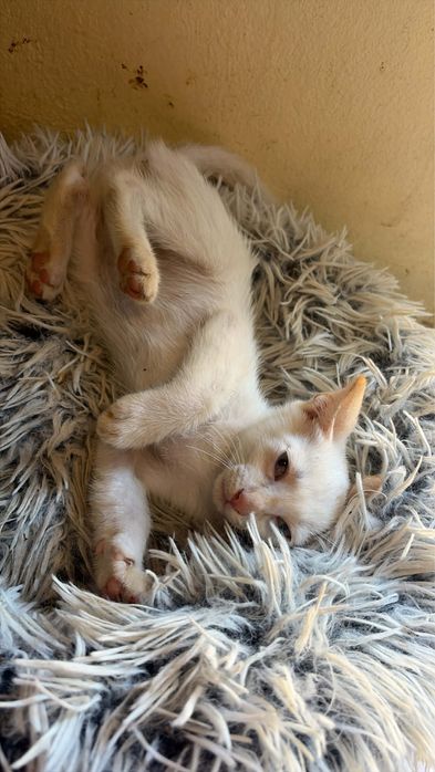 4 Bebés para Adoção!