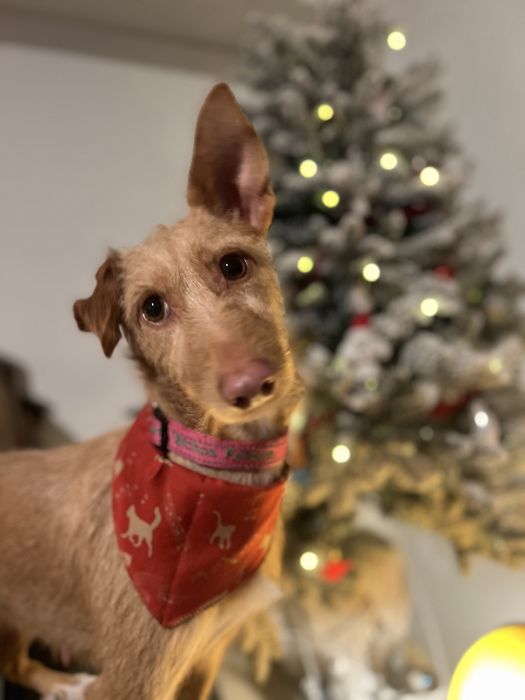 PALHA - cadela para adoção responsável