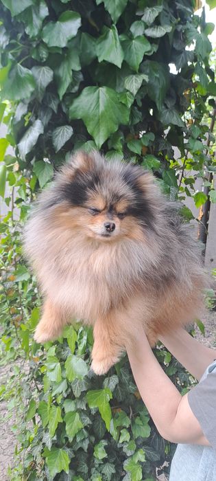 Вязка Мальчик Померанец