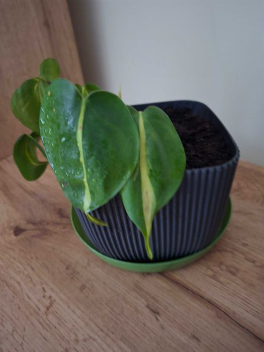Philodendron brasil,sadzonka ukorzniona bez doniczki