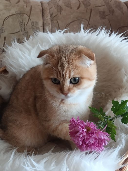 Вусатий антидепресант