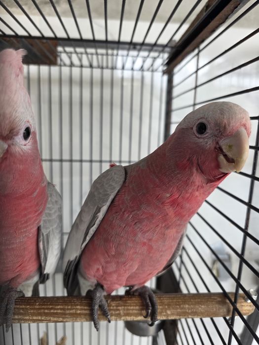 Catatua galah machos