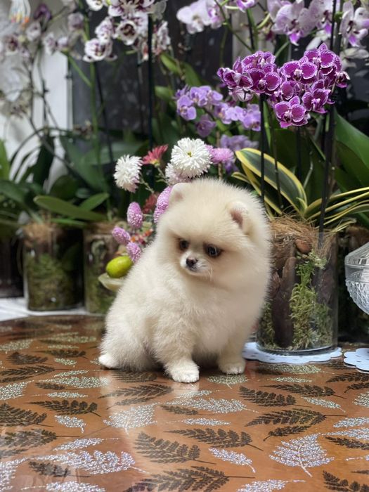 Породный мальчик