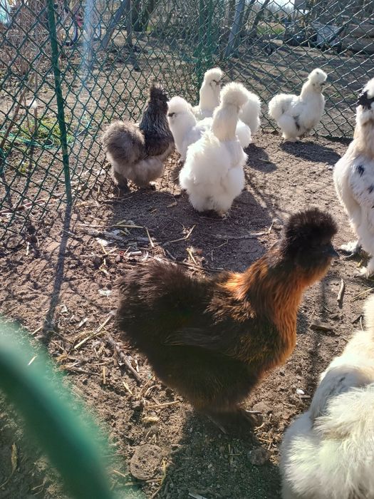 Jaja Jajka Silki Silka