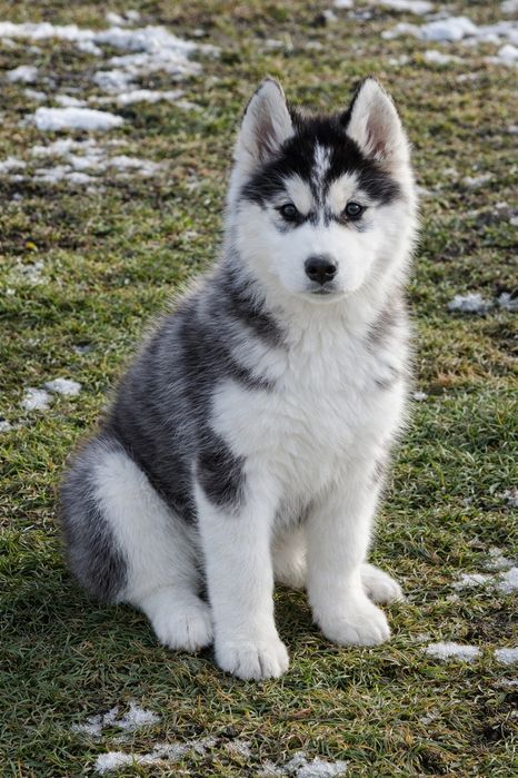 Siberian Husky! Piękne szczenięta!