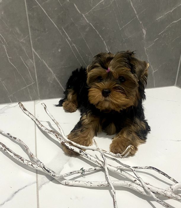 Йорки гарнесенькі