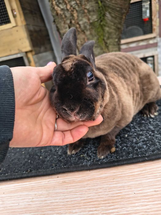 Mini rex kuna brazowa para