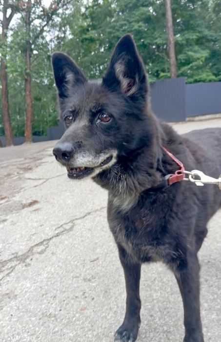 Lilka błaga o szansę ...