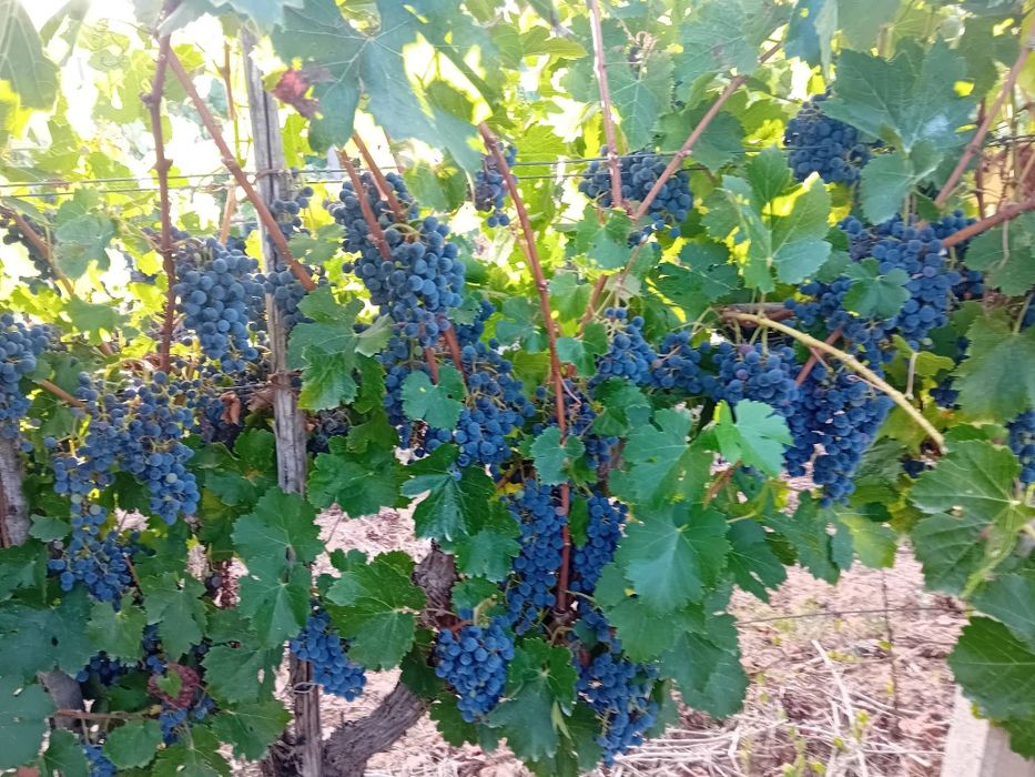 Uvas tintas . Em Penacova . Cerca de 1500kg