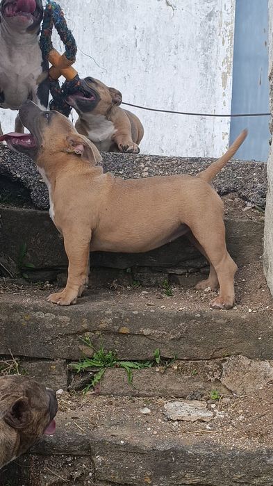 American bully pocket