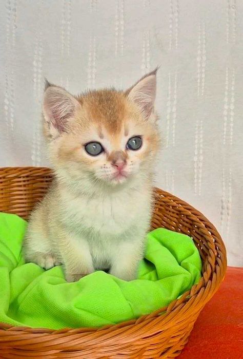 Шотландские котята (ЗОЛОТАЯ ШИНШИЛЛА)