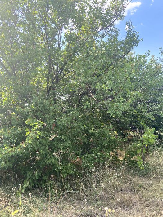 Дача, земельна ділянка, Володимирівське, Запорізька область