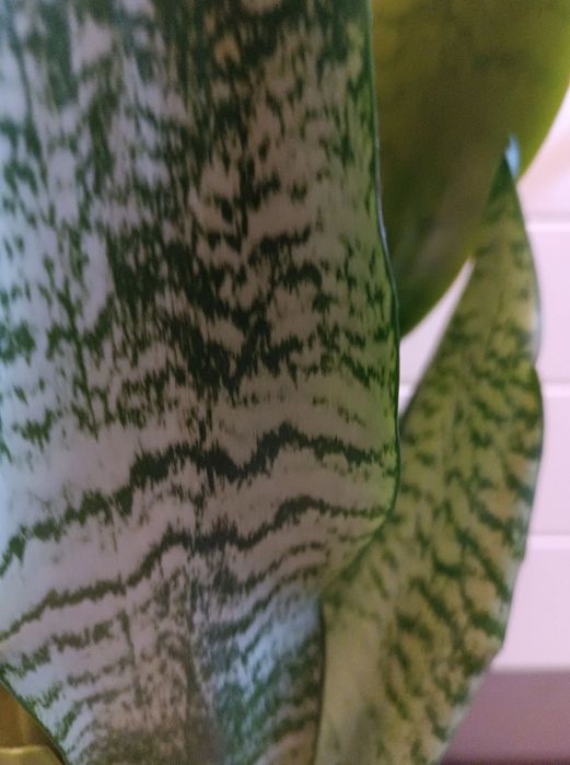 Сансевиерия Робуста среднерослая