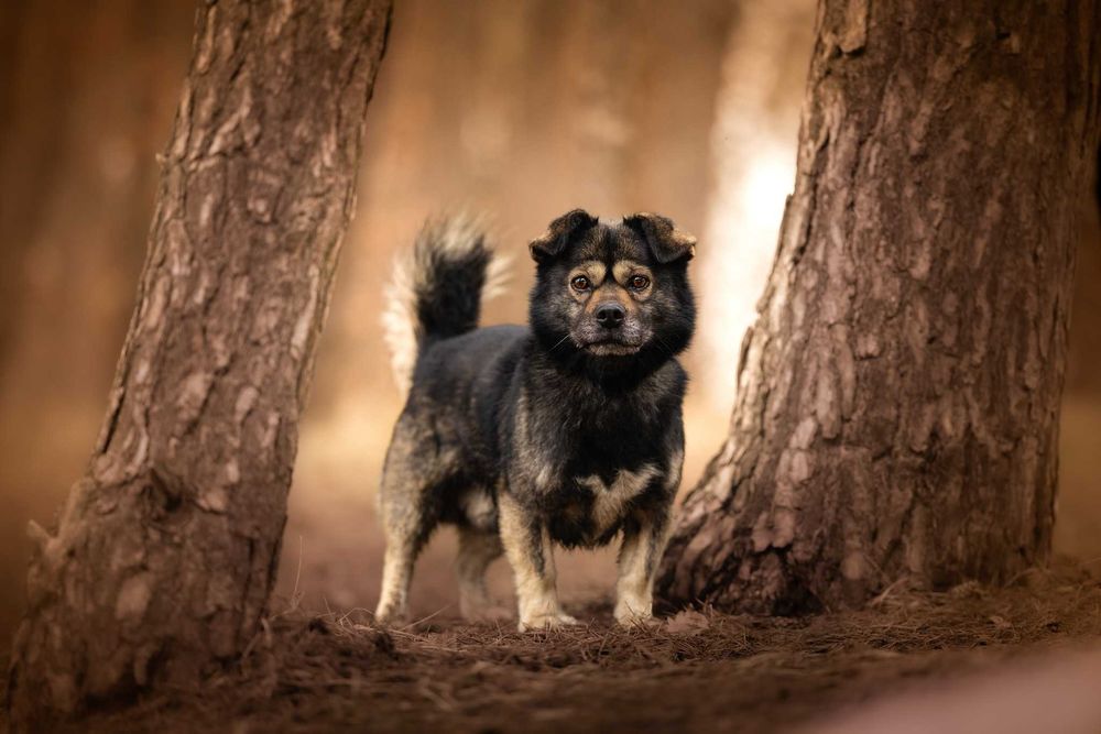 KIMBO - młodziutki, puszysty słodki pyszczek