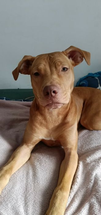 Suczka pitbull rednose
