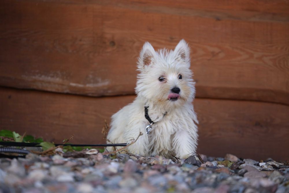 West highland white terrier szczeniak malutki