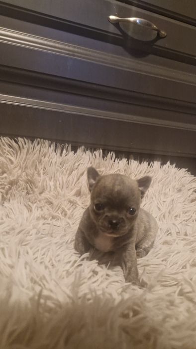 Chihuahua pręgowany błękitno-płowy
