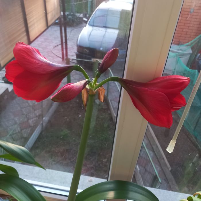 Продаю гиппеаструм , красного цвета. Есть и розовый.