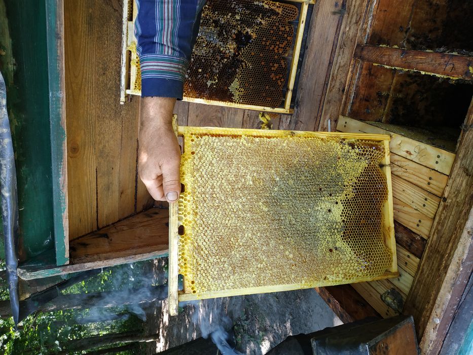 Мед лісове різнотрав'я(цьогорічна відкачка) серпень 2025