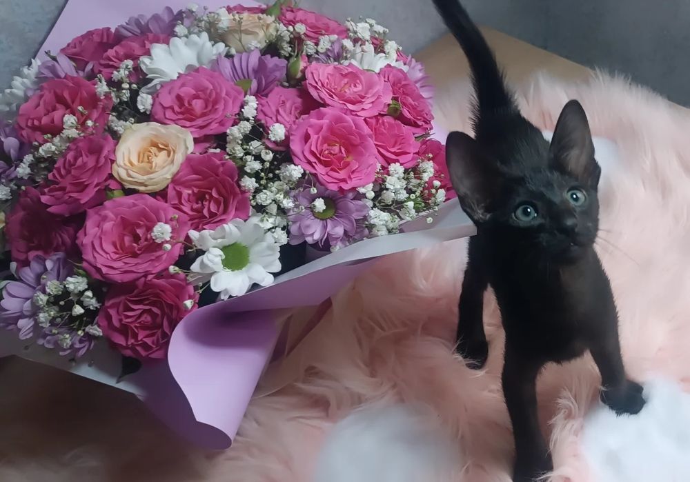 орієнтальні кошенята