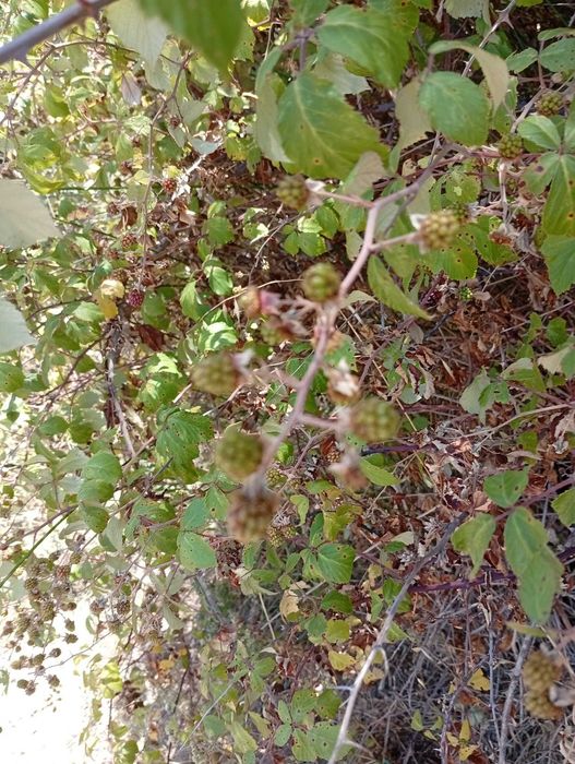 À venda de terreno em rua cabeço de antonio afonso-Ladoeiro