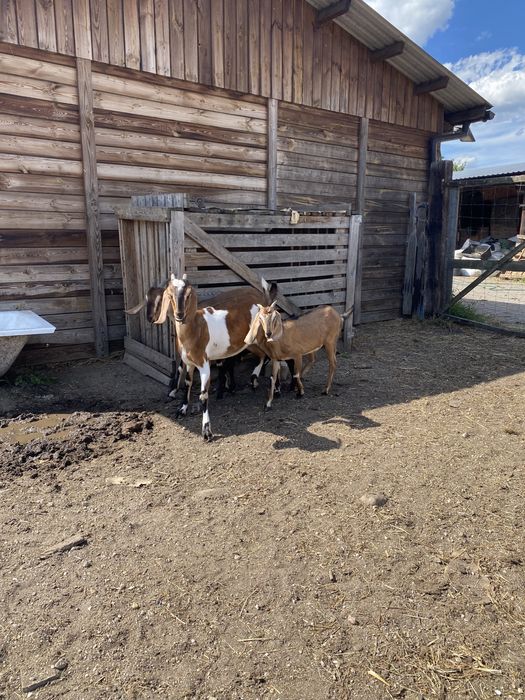 Kózki anglonubijskie 100%