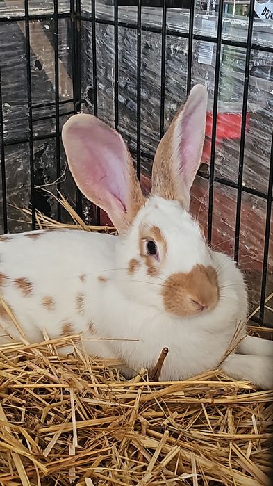 Animais de Quinta