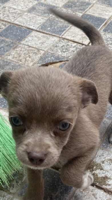 Barbie - Bebé para Adopção