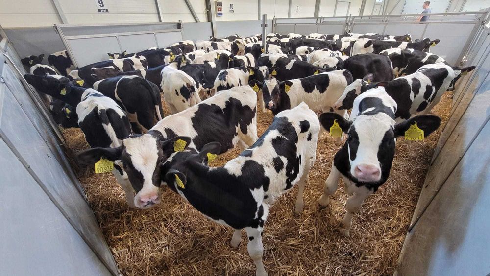 Byczki Cielęta Jałówki MM NCB HF POLSKIE