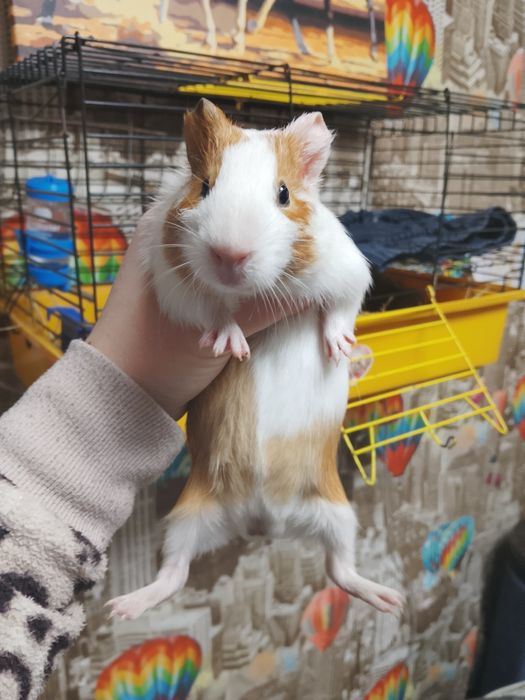 Продам морських свинок