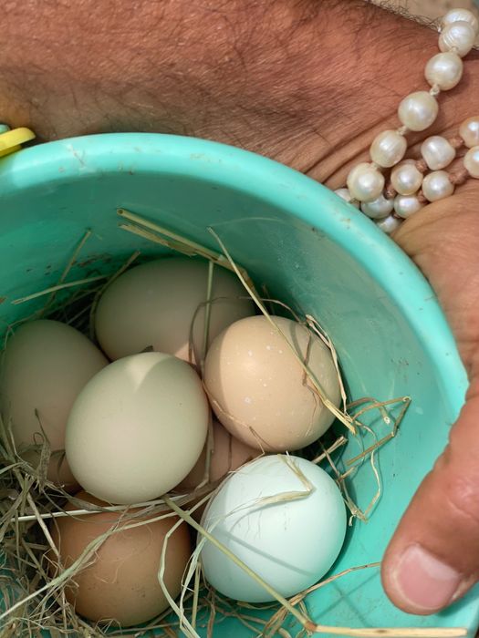 Pintos do Campo (Criação Biológica)