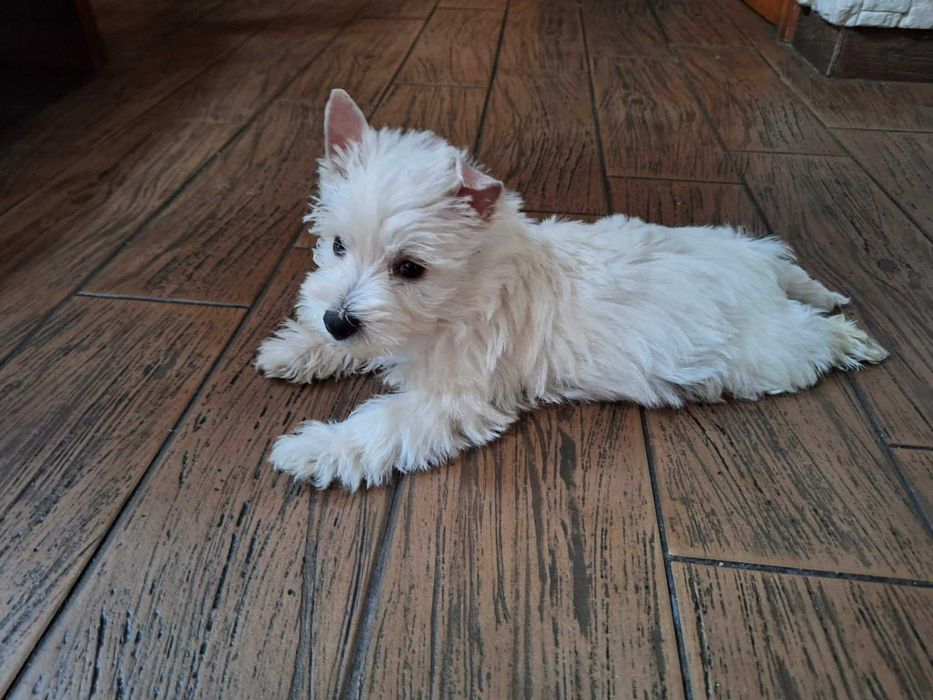 West Highland White Terrier