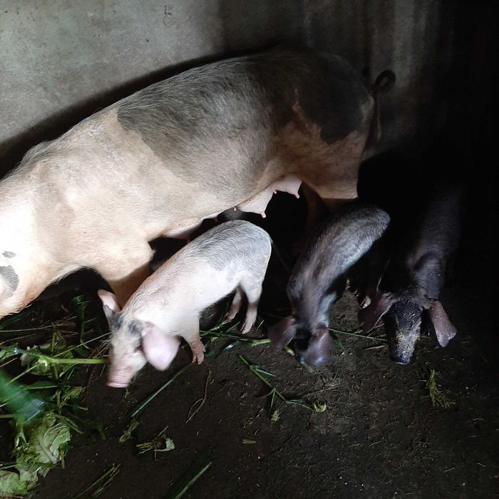 Porcos novos e adultos