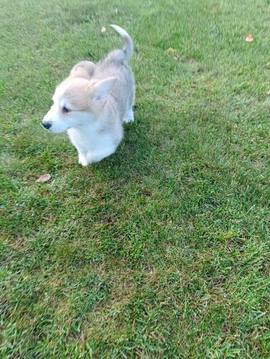 Piesek Welsh Corgi PEMBROKE - Kapsel