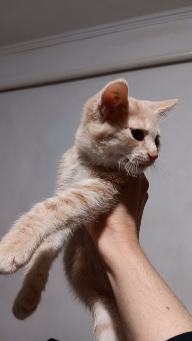 Віддам кошеня (хлопчик)