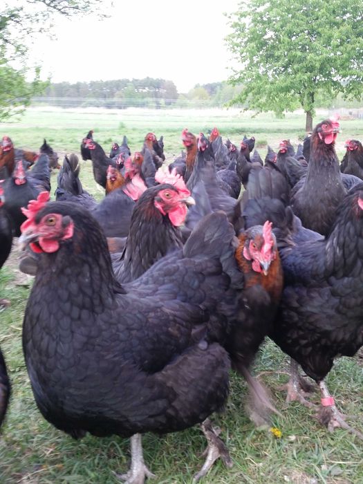 Jajka lęgowe maransy