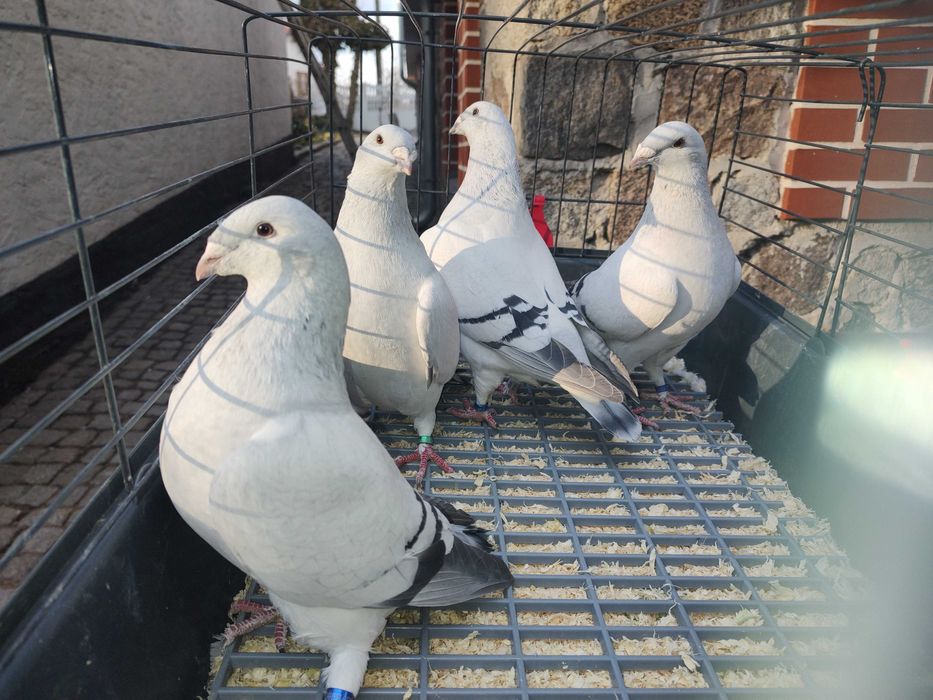 Gołębie Standard, Standart.