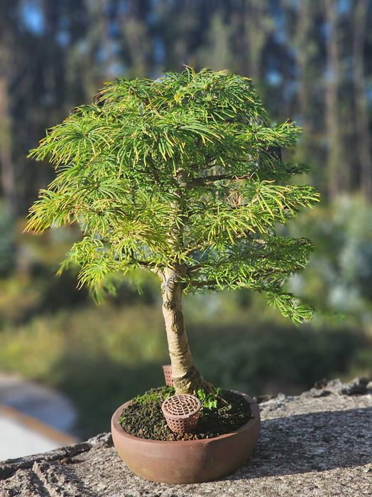 Bonsai pseudolarix 22 anos