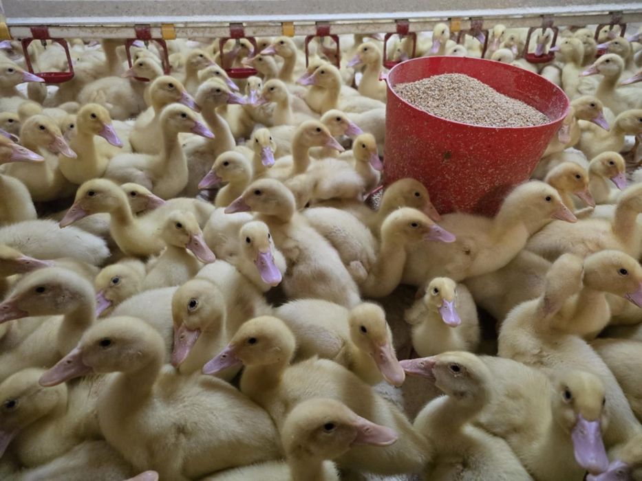 Kaczki Pekin maksimus ! Zapisy na koniec Stycznia! Dowóz do klient