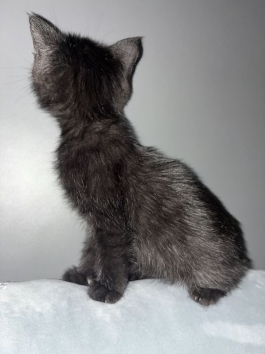 чорне  кошеня ( котик)