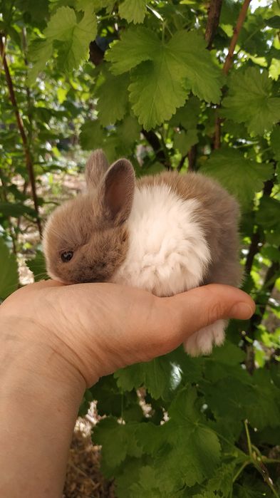 Міні кролики ручні добрі рижі білі придбати в Харкові кролі крольчата