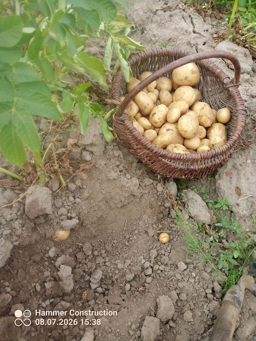 Młode ziemniaki bez sztucznych nawozow