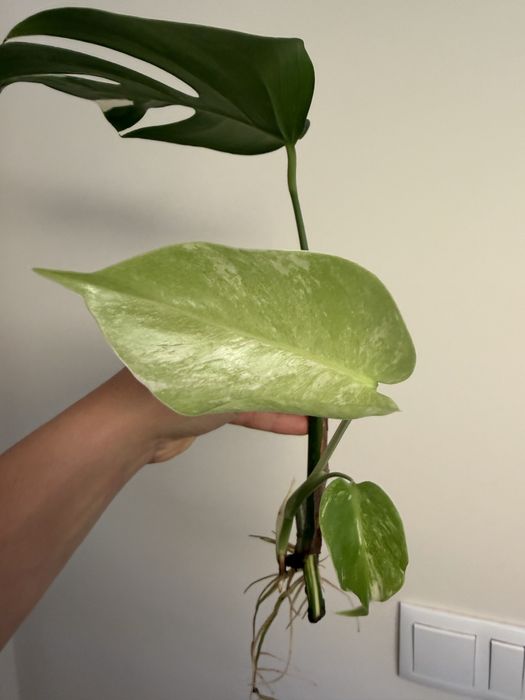 Cutting Monatera Albo variegata