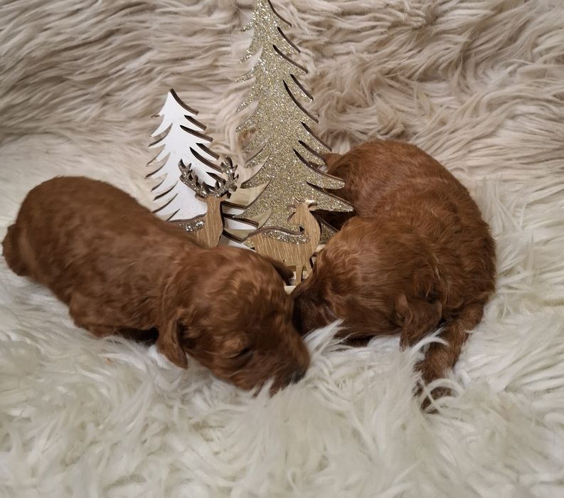 Pudel toy red - do rezerwacji