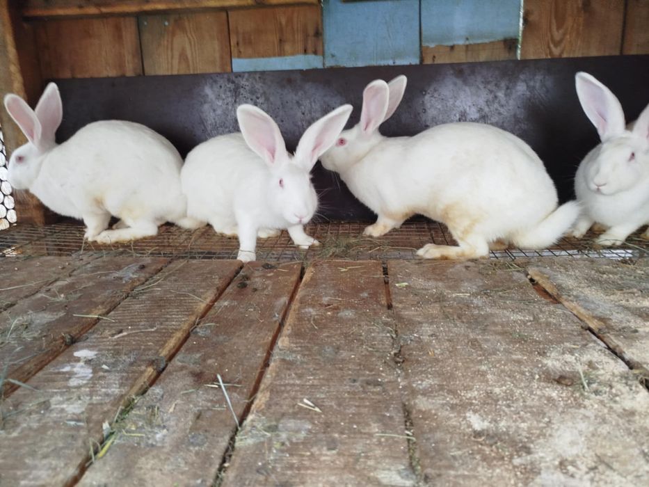 Продам білих кроликів